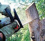 Best Tree Health Inspection  in Southmayd, TX