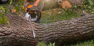 Best Palm Tree Trimming  in Southmayd, TX